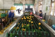 2万月薪吃不起百果园？这些进口高端水果正在被国产平替掉